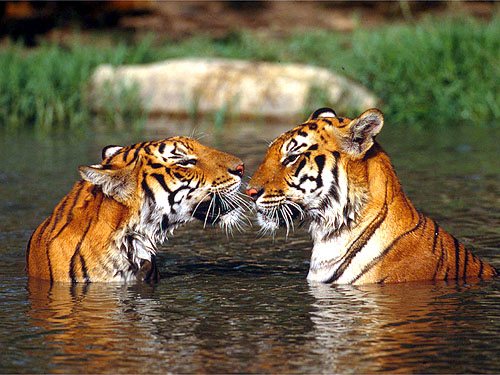 © WWF-Canon / Martin HARVEY <br> During the Year of the Tiger, tiger supporters have an opportunity to take actions to ensure the species’ survival. These include supporting conservation efforts by WWF and others, committing to not buy products made from endangered species like tigers and asking government leaders to support tiger protection.